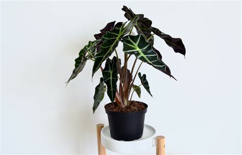 Everything You Need to Know About Alocasia Plants - Singapore's #1 Gardening & Landscaping Company