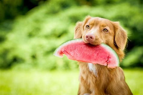 Can Dogs Eat Watermelon Seeds? Read This Before Feeding!