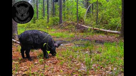 Big Razorback | Hog Hunting with Thermal in Arkansas | Thor 4 - YouTube