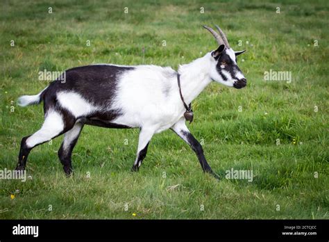 Pfauenziege (peacock goat), an endangered goat breed from Austria Stock Photo - Alamy