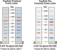 Thermo Scientific™ PageRuler™ Plus Prestained Protein Ladder, 10 to 250 ...