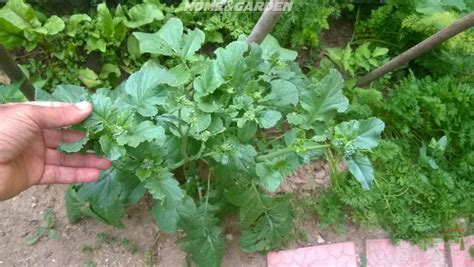 Harvesting Radish Seeds