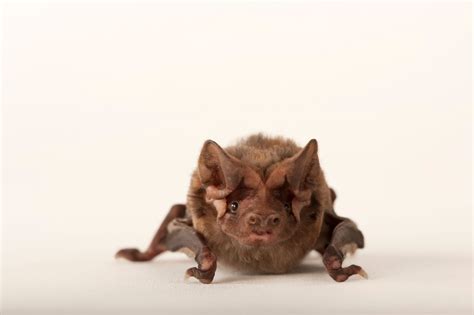 A critically endangered Florida bonneted bat (Eumops floridanus). - Florida Bonneted Bat