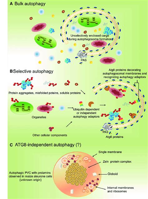 Types of macroautophagy in plants. Three types of macroautophagy are ...