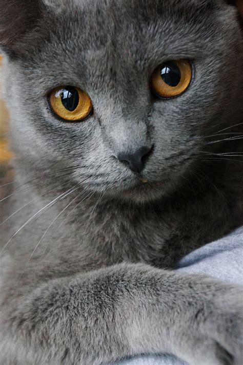 Chat | Beautiful cats, Chartreux cat, Pretty cats