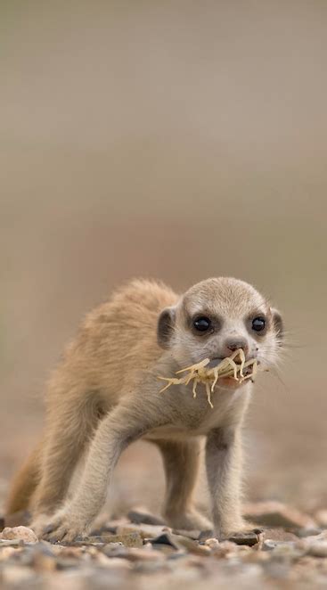 Meerkat Pup Eating Scorpion, Namibia | PAUL SOUDERS | WORLDFOTO | Baby meerkat, Meerkat, Animals ...