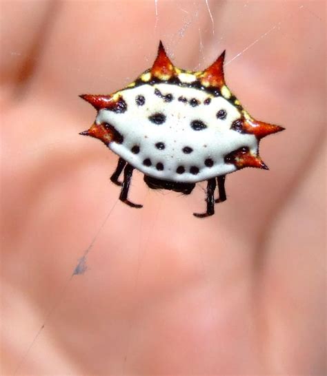 Jewel Spider by pitbulllady on DeviantArt