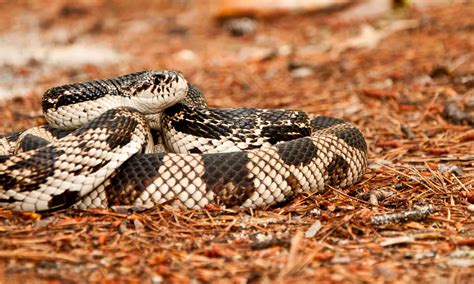 Discover the 2 Types of Rattlesnakes in Kentucky - Wiki Point