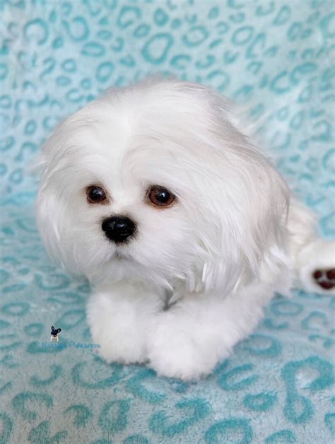 Realistic toy Dog/puppy Maltese 114 in29cm MADE TO ORDER | Etsy