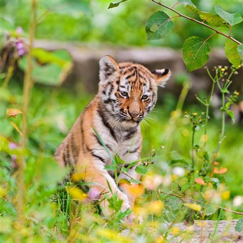 Adorable Siberian Tiger Cubs