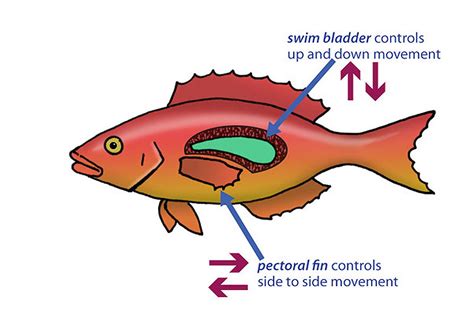 The Anatomy of Fish