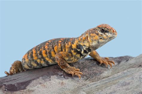 Uromastyx Lizard Care Guide - Diet, Lifespan & More » Petsoid