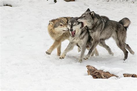 Gray Wolf Pack Behavior In Winter Photograph by Adam Jones - Fine Art ...