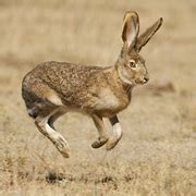 Rabbits and Hares of North America