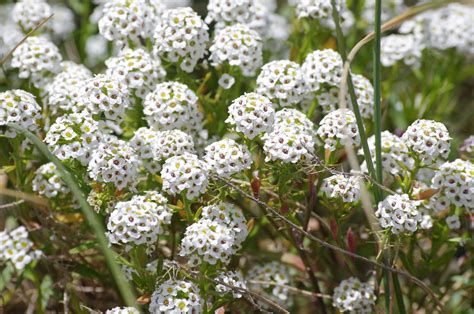 Flowers on the Isles of Scilly. Can someone (@IOS Wildlife ??) enlighten me as to the species ...