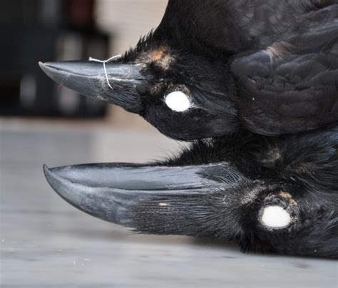 The definitive guide for distinguishing American crows & common ravens