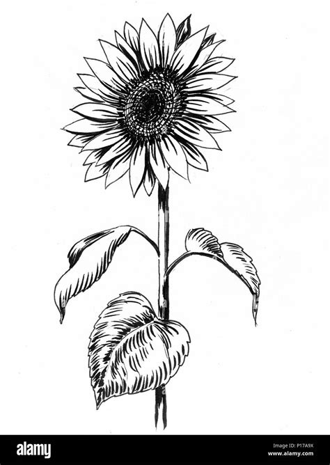 Fajarv: Sunflower Black And White Flowers Drawing