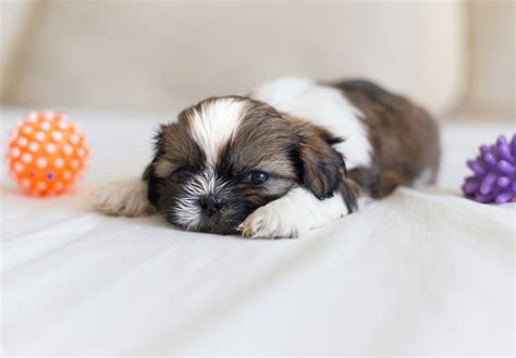 Our Shih Tzu Puppies for Sale Are Guaranteed to Steal Your Heart! - Furry Babies