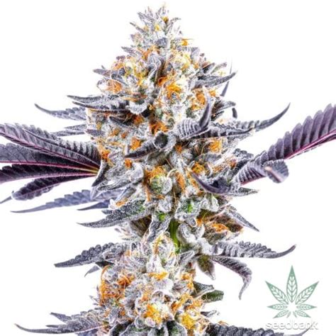 Do Si Dos Seeds | Feminized Do Si Dos Strain | Seed Bank Dosido Seeds