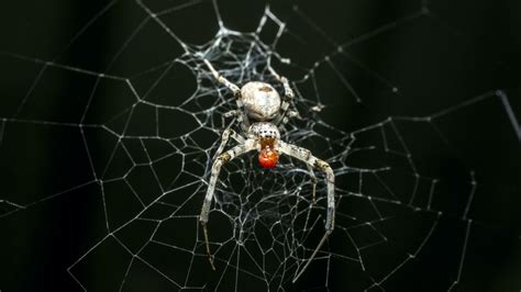 Orb-weaving Spiders in Art and Imagination