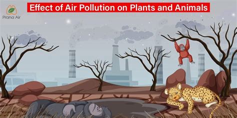 Effect of Air Pollution on Plants and Animals | Prana Air