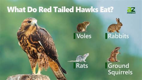 What Do Red-Tailed Hawks Eat? - A-Z Animals