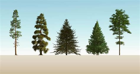 Softwood Trees Photograph by Mikkel Juul Jensen - Fine Art America