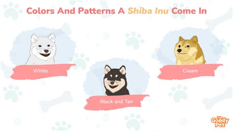 8 Signature Colors And Patterns Of Shiba Inu - The Goody Pet