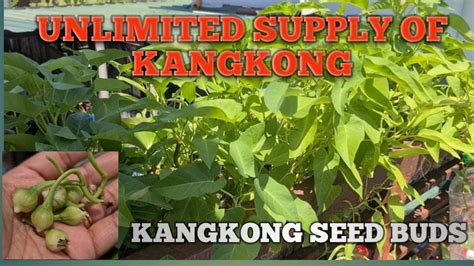 How to harvest kangkong seed|Paanu magharvest ng kangkong seeds - YouTube