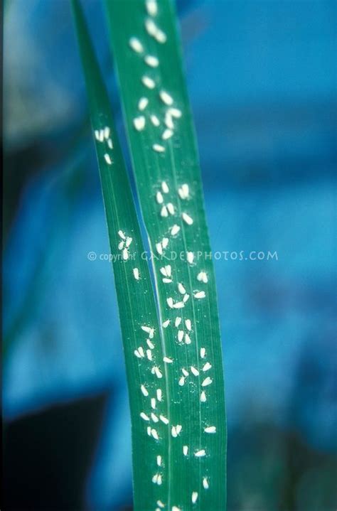 Whiteflies insect pests on a Miltonia orchid leaf | Flower stock photography, Orchid leaves ...