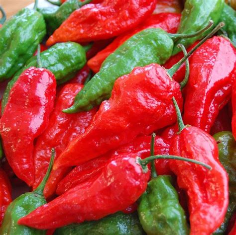 Pepper Ghost Pepper Red | Stuffed peppers, Ghost peppers, Ghost chili