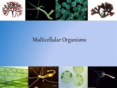 Multicellular organisms