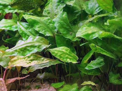 Cryptocoryne pontederiifolia | Aquatic plants, Plants, Herbs