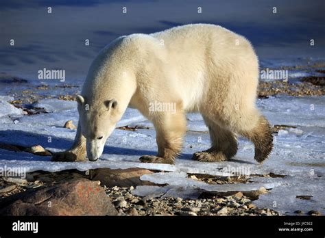 A polar bear at the Hudson Bay Stock Photo - Alamy