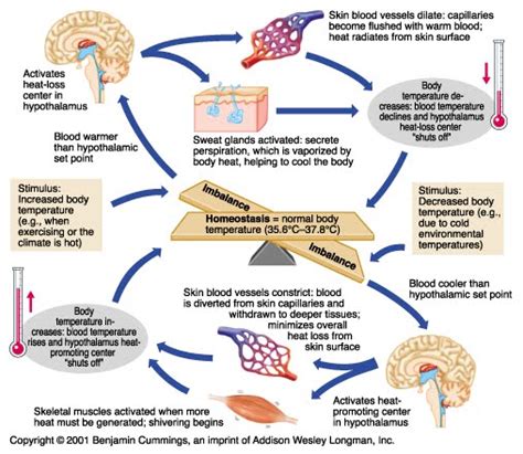 homeostasis: Thermoregulation