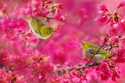 Japanese white-eye birds couple sakura cherry blossoms flowers ... | hello kitty cherry blossoms ...