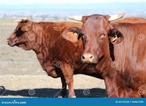 Santa Gertrudis Cattle stock photo. Image of cattle, cows - 42123228