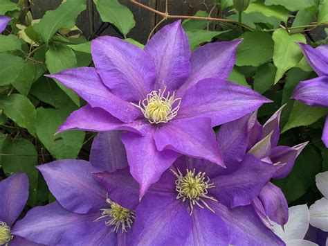 How to Care for Clematis - GoodStuffAtHome