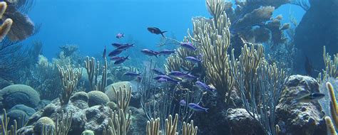 Study of Bermuda Corals Finds Temperature Is Most Influential Factor on Coral Growth | Scripps ...