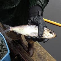 Ecology and Vulnerability Blueback Herring | Massachusetts Wildlife Climate Action Tool