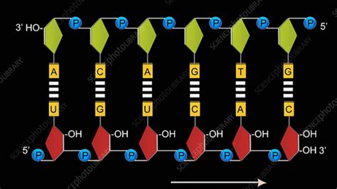 DNA transcription, animation - Stock Video Clip - K003/9169 - Science ...