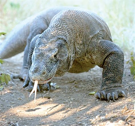 Scientists: Lizard, Ancestor of Komodo dragon - Life En.tempo.co