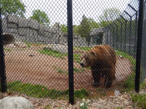 5/28/2022 - Kodiak Bear Habitat (Original Half) - ZooChat