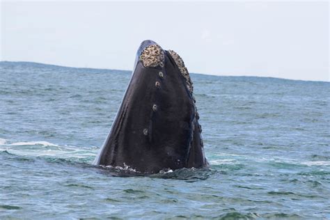 Southern Right Whale breaching | We were at Walker Bay and i… | Flickr