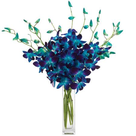 True Blue Orchids - Calyx Flowers, Inc