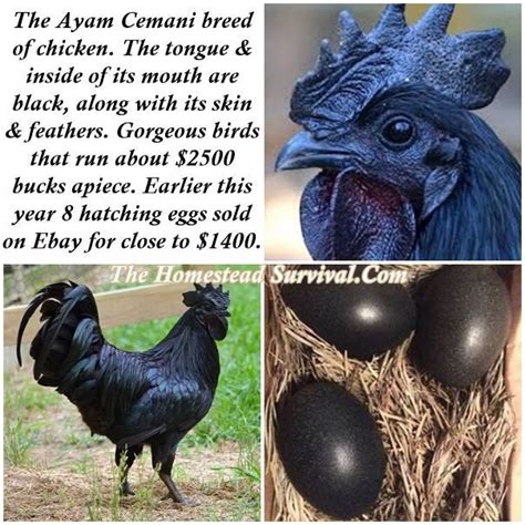 Best 25+ Black chickens ideas on Pinterest | Breeds of chickens, Ayam ...