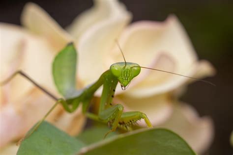 mantis insect macro photography premium photo 10516835 Stock Photo at Vecteezy