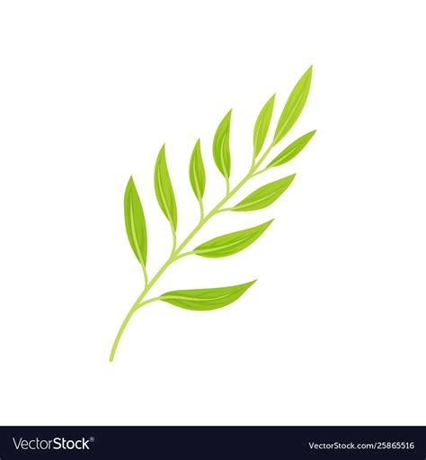 Stem with light green leaves Royalty Free Vector Image