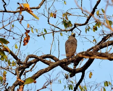 Exploring the Serene Beauty of Dalma Wildlife Sanctuary