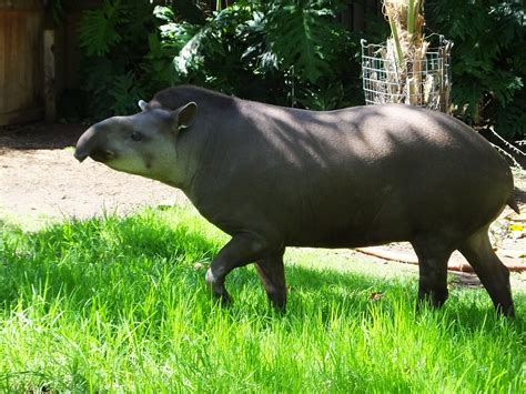 Brazilian Tapir | SIMILAR BUT DIFFERENT IN THE ANIMAL KINGDOM